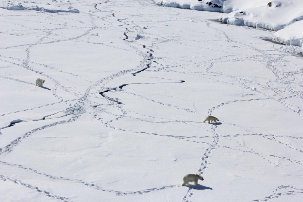 The cumulative surface of the ice floe around the two poles reached a new historic minimum in February, according to Copernicus